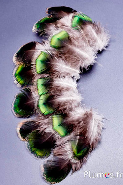 Pavone verde - 6-9 cm - verde-marrone-naturale